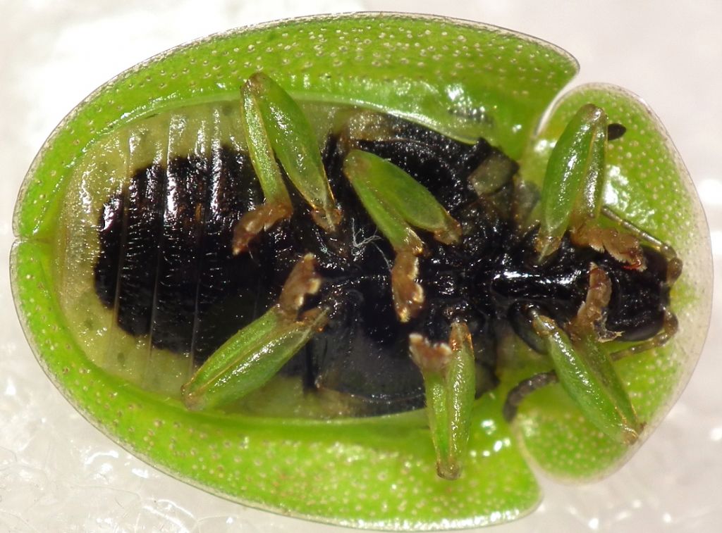 Chrysomelidae: Cassida viridis